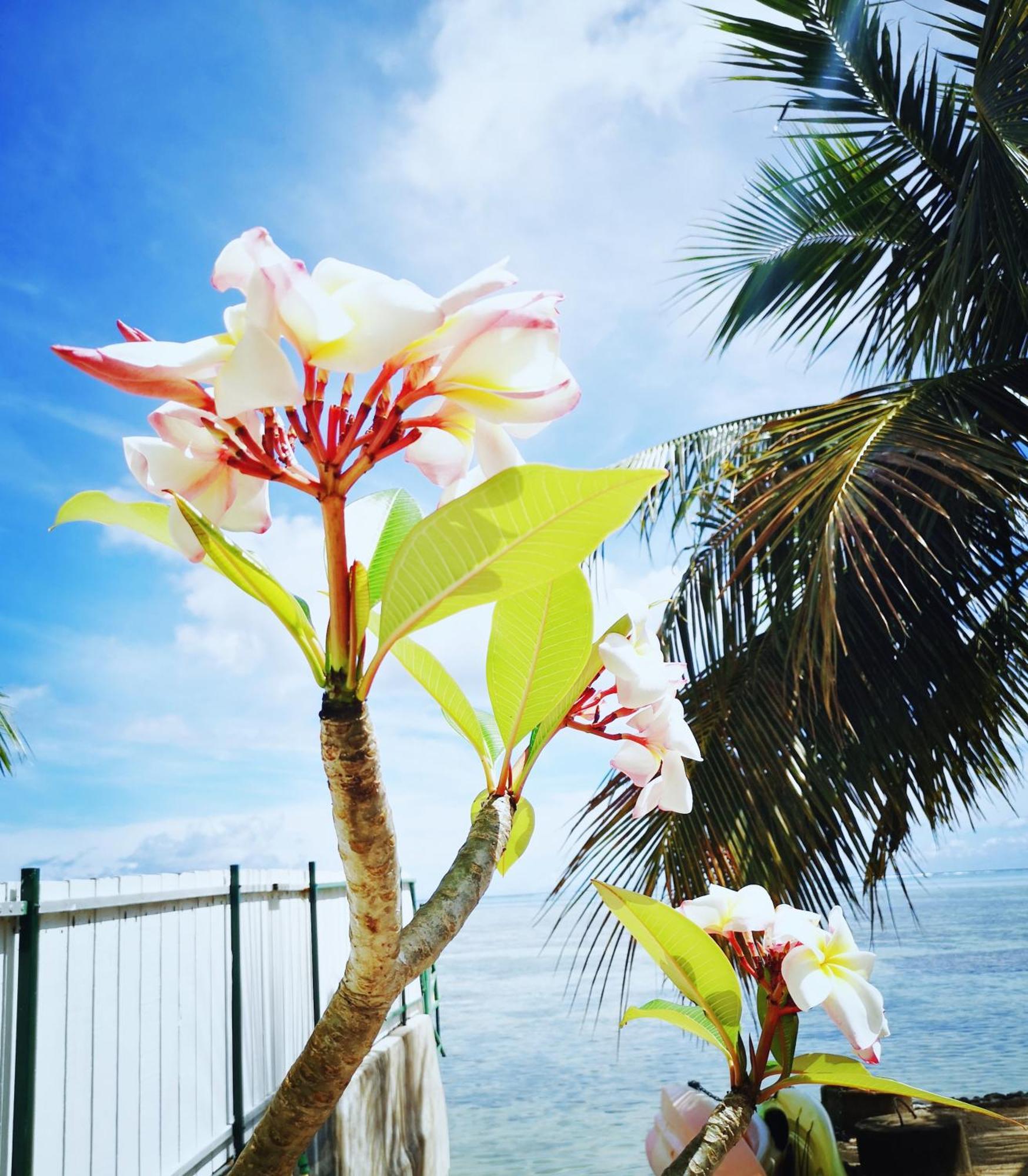 Lagoon Dream Moorea Zewnętrze zdjęcie
